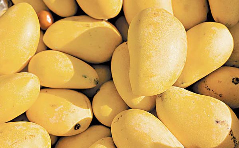 Givaudan presenta investigación en sabores Mango