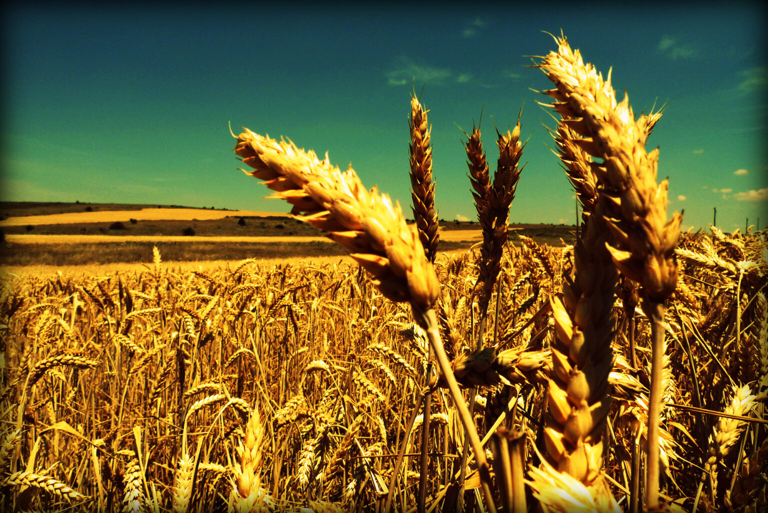 campo-trigo