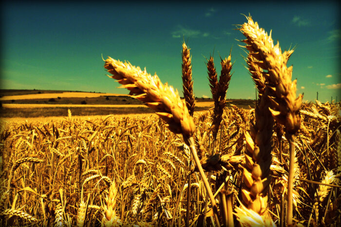 Fusariosis en cultivos de trigo. Esto es lo que debes saber