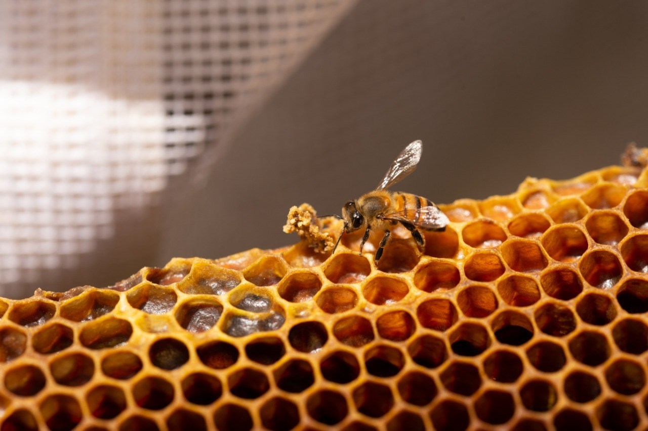 Proteger a las abejas impulsa mejores prácticas agrícolas - The Food Tech