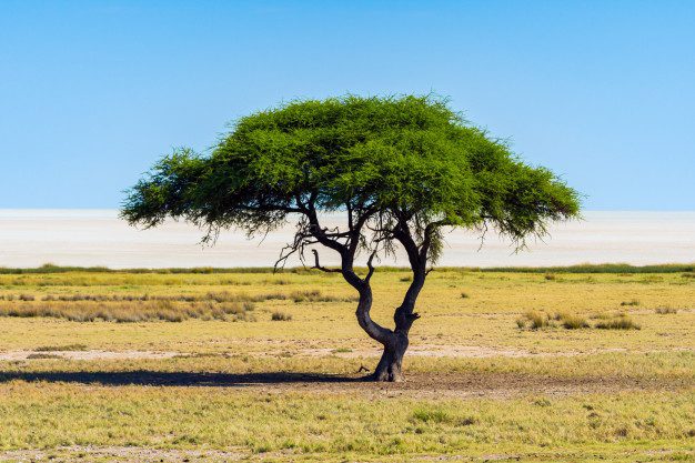 Details 48 árboles de la sabana africana