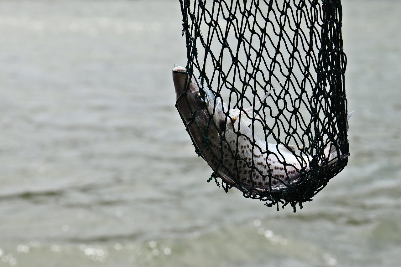 Fish shunted by a fisherman's net in the middle of the sea