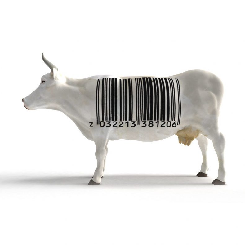 White cow with a huge bar code on its torso instead of cow skin patterns