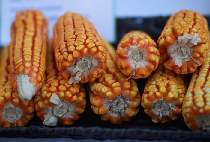 Imagen de archivo. Mazorcas de maíz en una feria en Ciudad de México.
