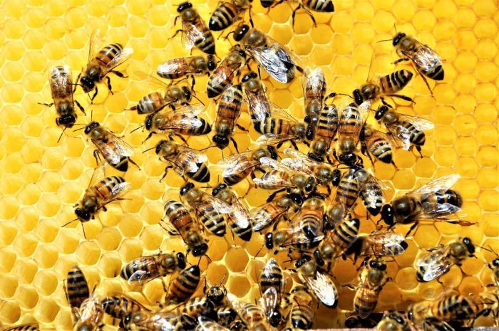 Colombia prohibirá el uso de plaguicidas con fipronil, mortal para las abejas