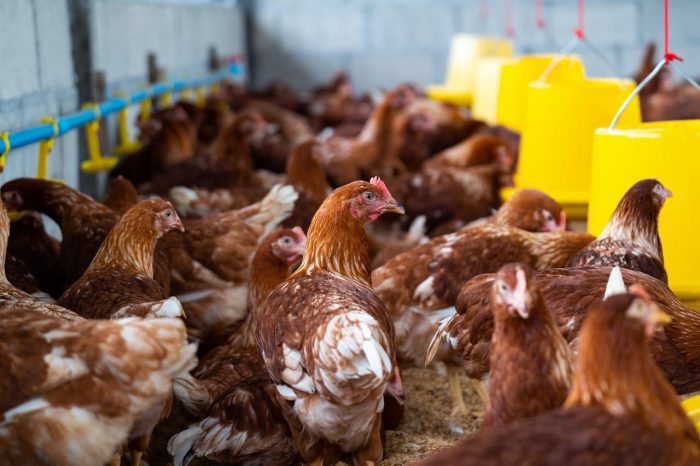 Realizan controles para frenar brote de gripe aviar en el centro de Bolivia