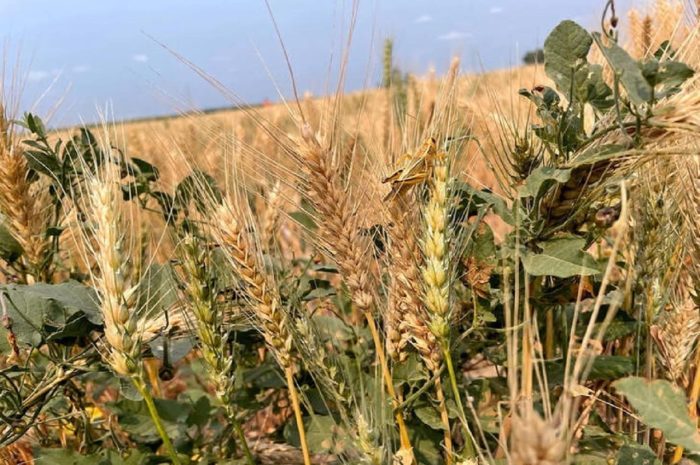 La sequía amenaza la producción de trigo en EEUU pese al aumento de la superficie cultivada